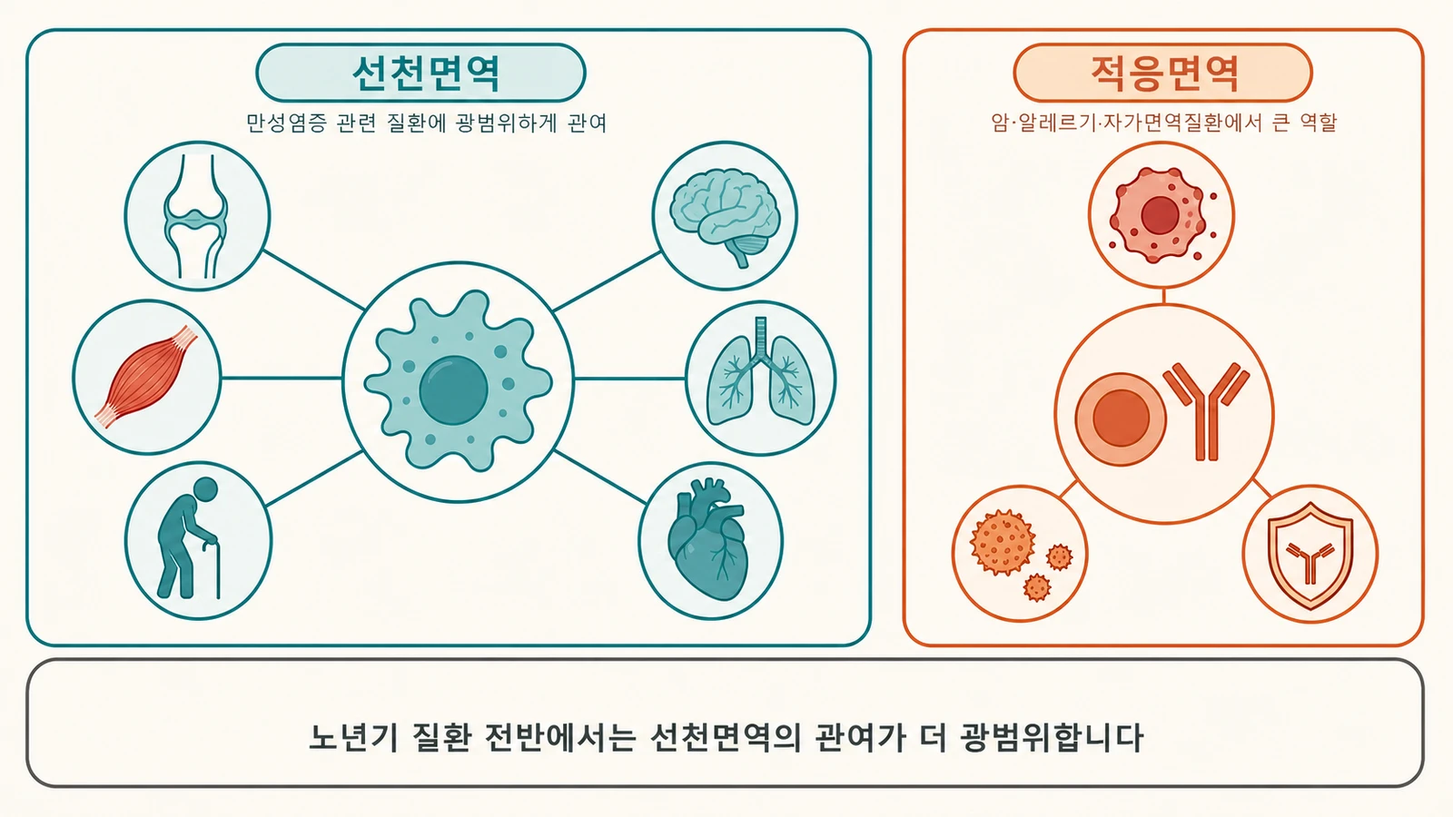 노년기 질환에서 선천면역과 적응면역의 역할 커버 이미지